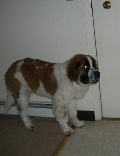 Stbernard