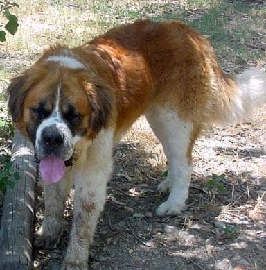 Stbernard dog
