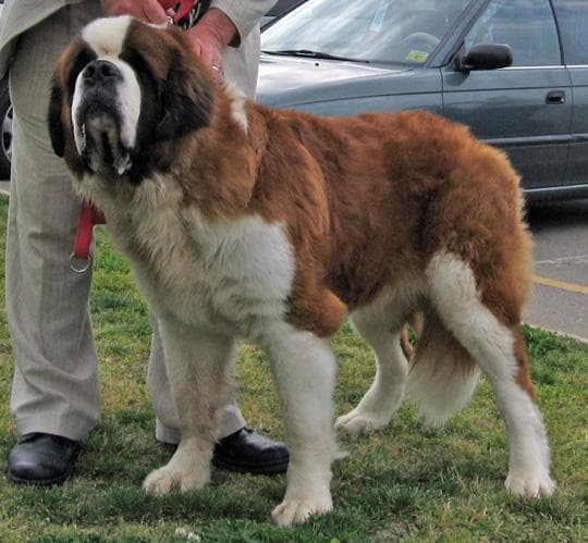 Stbernard dog