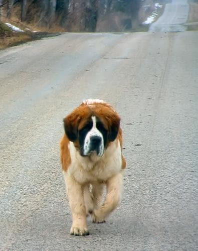 Stbernard