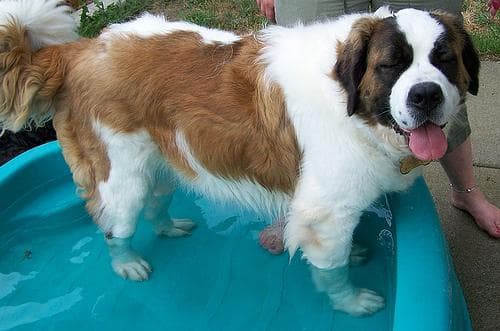 Stbernard dog