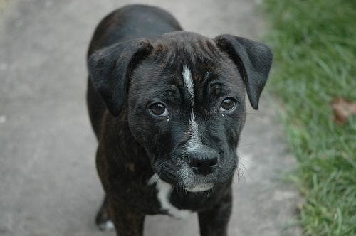 Terrier American dog