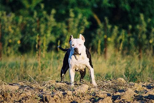 Terrier American