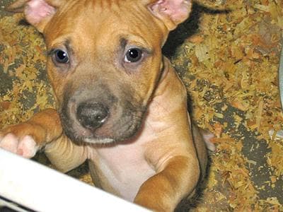 Terrier American dog