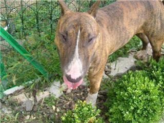 Terrier American dog