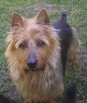 Terrier Australian dog