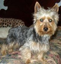 Terrier dog