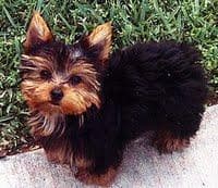 Terrier dog