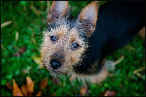 Terrier Australian dog