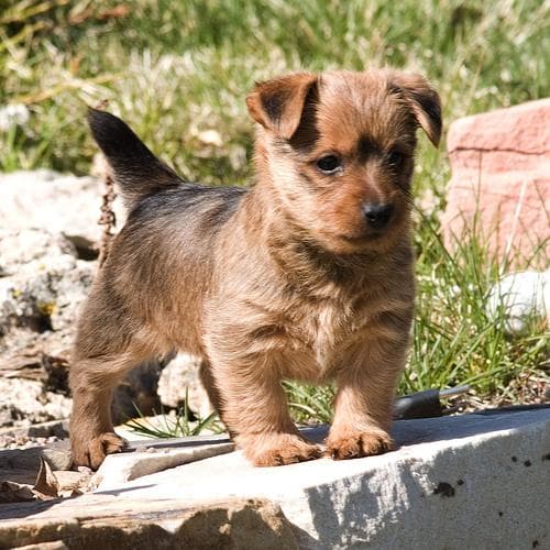 Terrier Australian dog