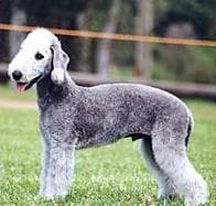 Terrier Bedlington dog
