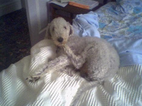 Terrier Bedlington dog