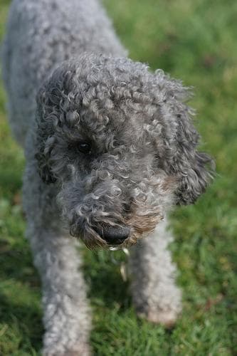 Terrier Bedlington dog