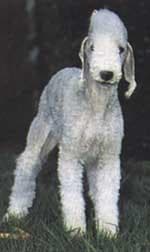 Terrier Bedlington