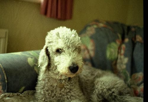 Terrier Bedlington dog