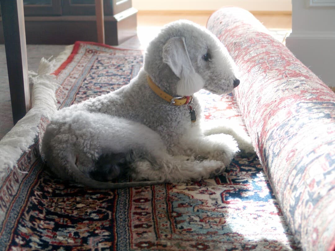Terrier Bedlington