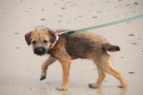 Terrier Border dog