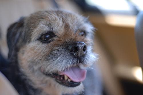 Terrier Border dog