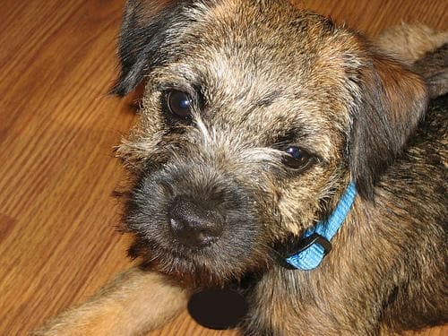 Terrier Border dog