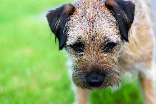 Terrier Border