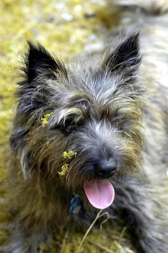 Terrier Cairn dog