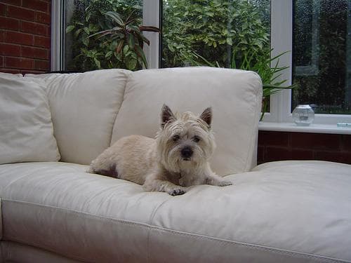 Terrier Cairn dog