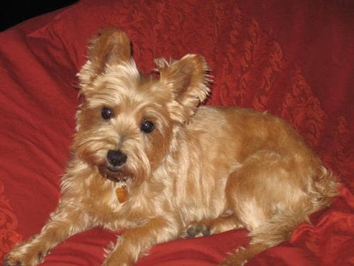 Terrier Cairn dog