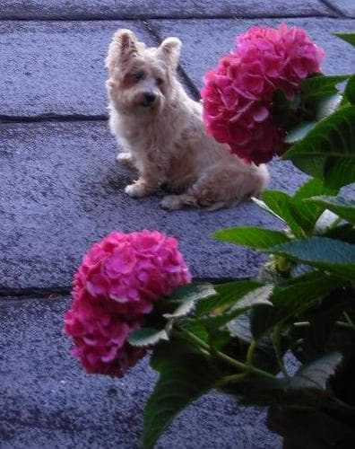 Terrier Cairn