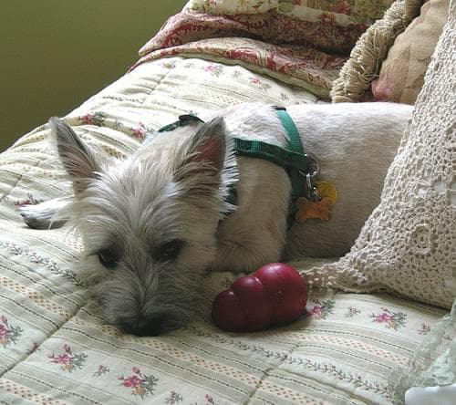 Terrier Cairn dog