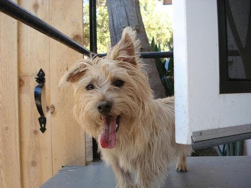 Terrier Cairn dog
