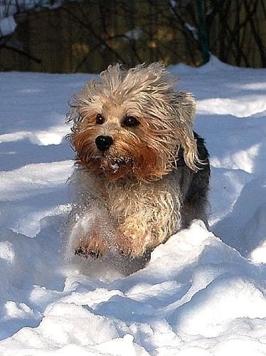 Going Green With Your Dog: The Ultimate Guide to Sustainable Pet Products in 2024