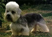 Terrier Dandie dog