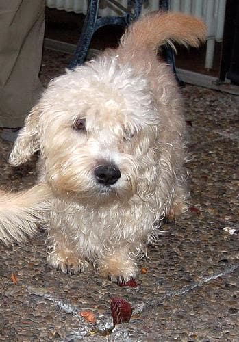 Terrier Dandie dog