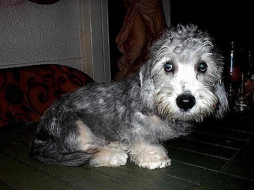 Terrier Dandie dog