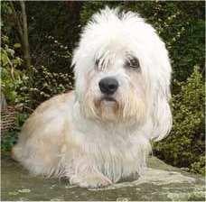 Terrier Dandie