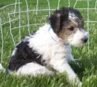 Terrier Fox dog