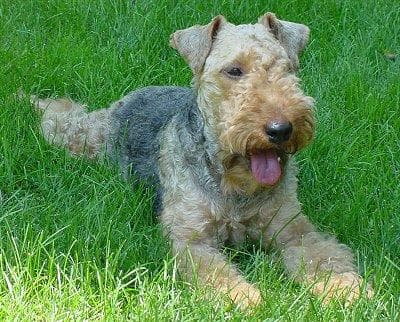 Terrier Fox dog