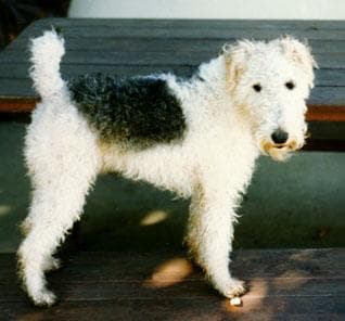 Terrier Fox dog