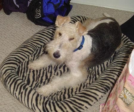 Terrier Fox
