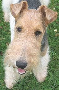 Terrier