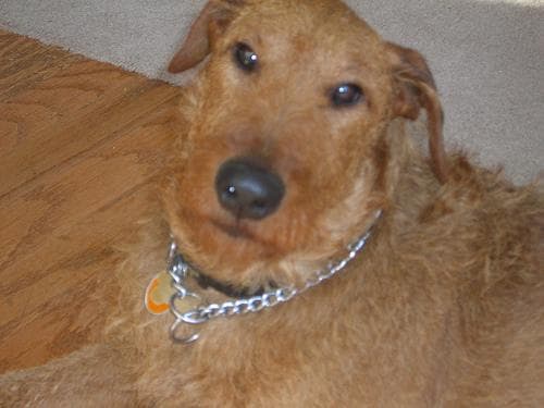 Terrier Irish dog