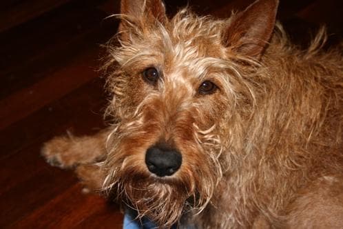 Terrier Irish dog