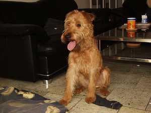 Terrier Irish dog
