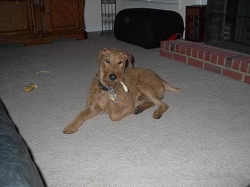 Terrier Irish dog