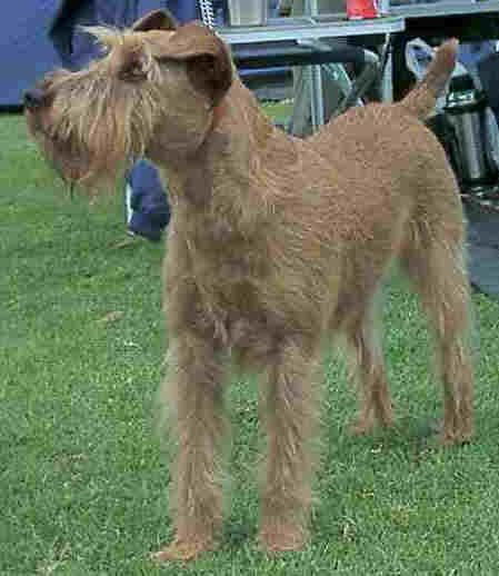 Terrier Irish