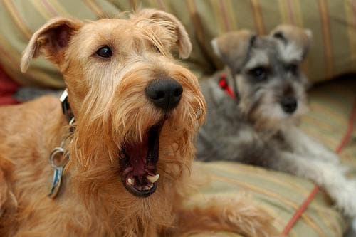 Terrier Irish