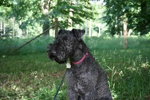 Terrier Kerryblue dog