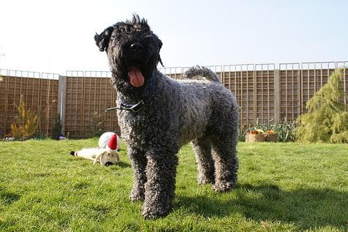 Terrier Kerryblue dog