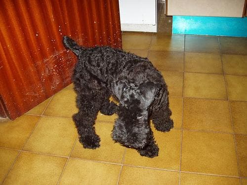Terrier Kerryblue dog
