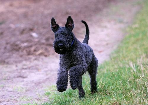 Terrier Kerryblue dog